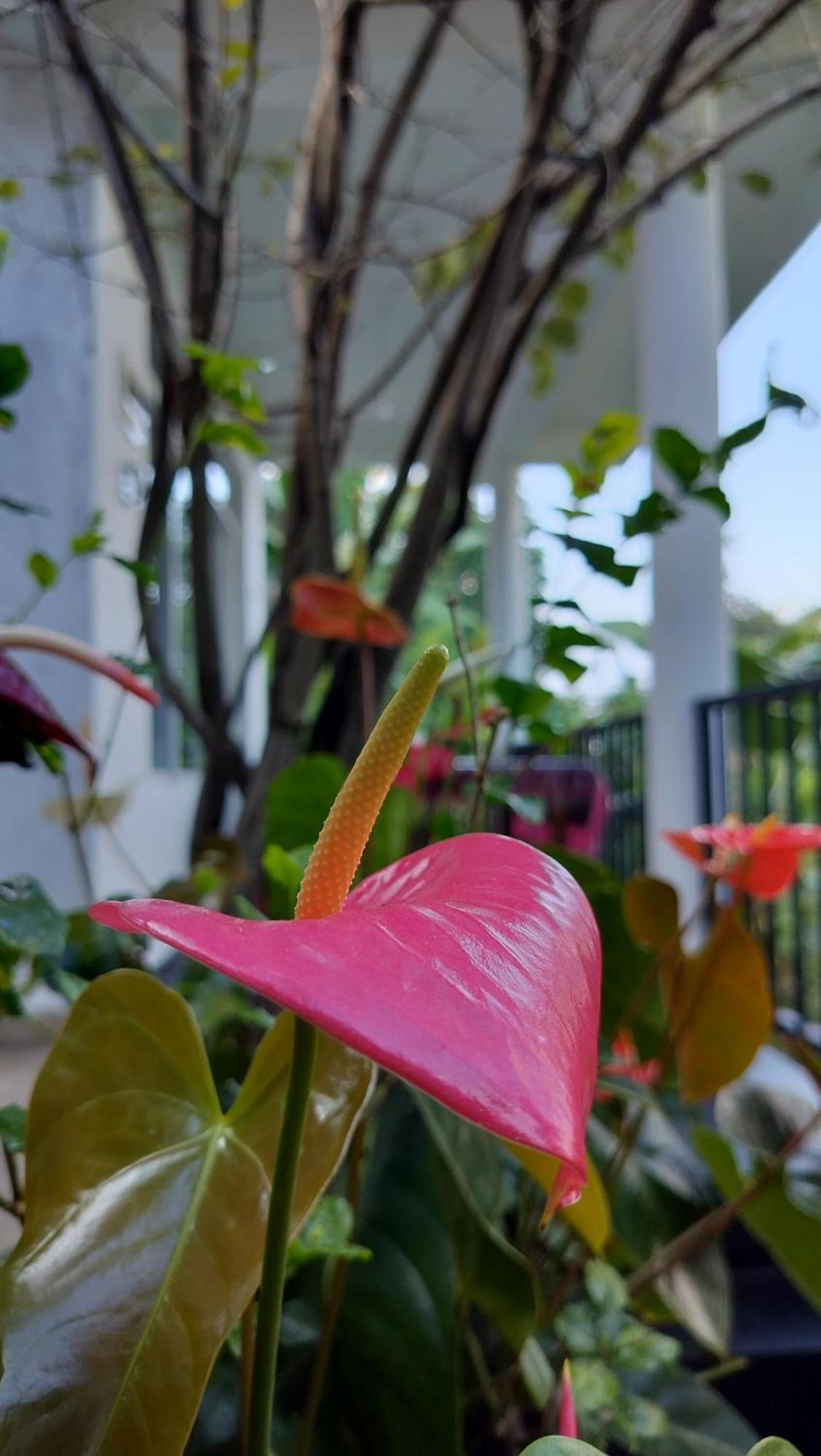 The Bliss Homestay Ella Exterior foto